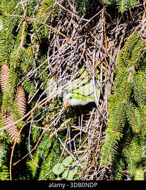 Ein Paar Papageien auf einem Ast, umgeben von grünen Blättern im Regenwald. Stockfoto