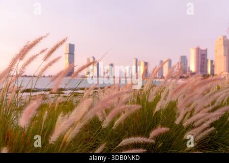 Eine ruhige Küstenszene in Sharjah bei Sonnenuntergang. Federnde rosa Gräser im Vordergrund weichen die Skyline der Stadt, die in warmes goldenes Licht getaucht ist, Blendi Stockfoto