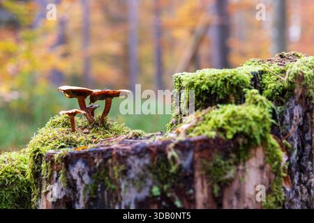 Trauerglockenpilz (Galerina marginata) wächst auf einem Baumstamm in Moselle, Frankreich Stockfoto