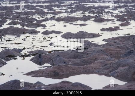 Indonesien, Pulau Batu, Batu-Inseln vor der Westküste von Sumatra, Mangrovengebiet auf den Steininseln, Fuji ISO 100 Sensia RA, 2001 Stockfoto