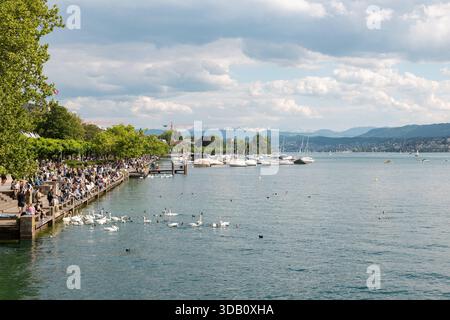 Schweiz, Zürichsee, Menschen, die am Ufer sitzen und sich entspannen, Schwäne und Enten auf dem Wasser füttern. Zürich, Schweiz - 17. Mai 2025: Zürichsee, Menschen sitzen am Ufer entspannt, füttern Schwäne und Enten auf dem Wasser. Sommertag mit einigen Wolken, Schweizer Alpen im Hintergrund. Edit switzerland zurich B97A8295 Stockfoto