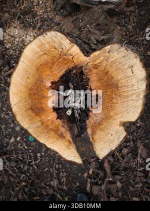 Blick von oben auf einen geschnittenen Baumstamm mit herzförmigen Ringen und verfallener Mitte, mit natürlicher Holzstruktur und organischen Mustern im Außenbereich. Stockfoto