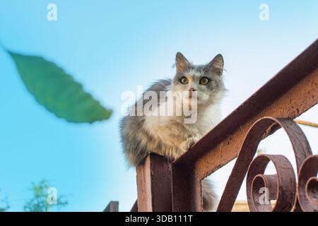 Outdoor-Katze klettert über einen alten Zaun und blauer Himmel im Hintergrund. Flauschige Katze, die auf einem alten Zaun läuft. Stockfoto