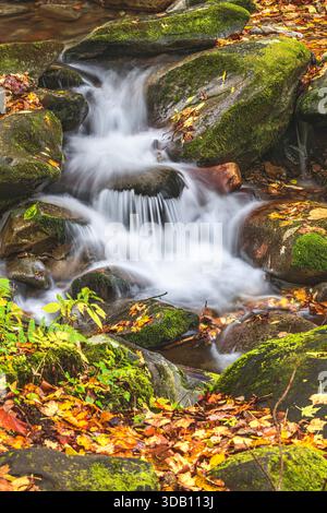 Das Herbstlaub markiert einen Bach mit fließendem Wasser tief in den großen Smoky Mountains, der die Wildnis in Aktion zeigt, während der Herbst beginnt, in den Fall zu übergehen Stockfoto