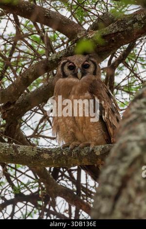 Verreaux’s Uhu (Bubo lacteus) thront auf einem Baum im Tarangire-Nationalpark in Tansania Stockfoto