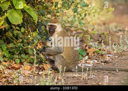 Vervet Monkey (Cercopithecus aethiops) Fütterung in Arusha, Tansania Stockfoto