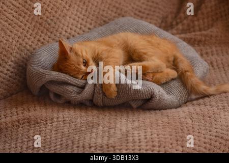 Das kleine Ingwerkätzchen liegt bei warmem Innenlicht auf weichem Strickmaterial. Sanfte Textur umgibt entspannte Pfoten und ruhigen Ausdruck. Stockfoto