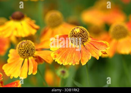 Helenium Mardi Gras, lange blühende krautige Staude, auch Niesenkraut genannt. Nahaufnahme, Füllrahmen, Hintergrund, Hochformat Stockfoto
