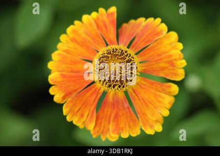 Helenium Mardi Gras, lange blühende krautige Staude, auch Niesenkraut genannt. Nahaufnahme, Füllrahmen, Hintergrund, Hochformat Stockfoto