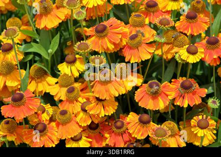 Helenium Sahins Early Flowerer Niesweed Gänseblümchen wie orange Blumen. Lange Blüte im Sommer und Herbst. Nahaufnahme des Hintergrundbildes im Hochformat Stockfoto