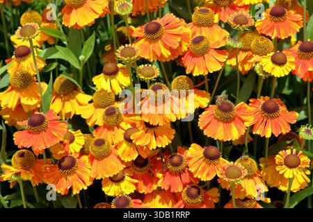 Helenium Sahins Early Flowerer Niesweed Gänseblümchen wie orange Blumen. Lange Blüte im Sommer und Herbst. Nahaufnahme des Hintergrundbildes im Hochformat Stockfoto
