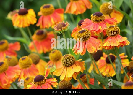 Helenium Luc Niesweed, lange blühende krautige Stauden Gänseblümchen wie orange Blüten im Sommer und Herbst. Nahaufnahme Hintergrund Porträt Füllrahmen Stockfoto