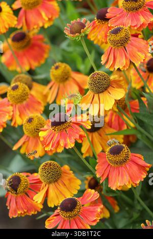 Helium Luc Stockfoto