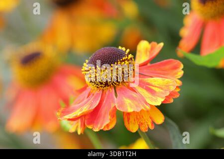 Helenium Luc Niesweed, lange blühende krautige Stauden Gänseblümchen wie orange Blüten im Sommer und Herbst. Nahaufnahme Hintergrund Porträt Füllrahmen Stockfoto
