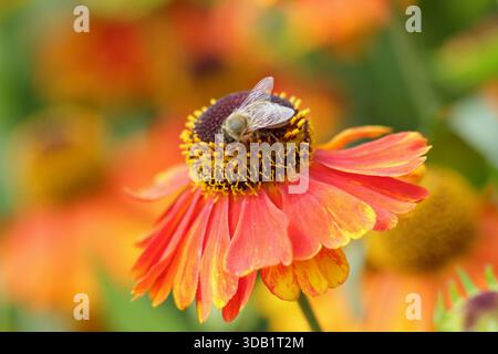 Helenium Luc Niesweed, lange blühende krautige Stauden Gänseblümchen wie orange Blüten im Sommer und Herbst. Nahaufnahme Hintergrund Porträt Füllrahmen Stockfoto