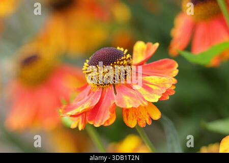 Helenium Luc Niesweed, lange blühende krautige Stauden Gänseblümchen wie orange Blüten im Sommer und Herbst. Nahaufnahme Hintergrund Porträt Füllrahmen Stockfoto