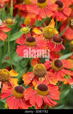 Helenium 'Moerheim Beauty', Nieselkraut, Staude mit orange Bronze, Gänseblümchen wie Blumen im Sommer und Herbst. Nahaufnahme des Hochformathintergrunds Stockfoto
