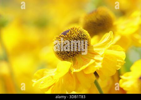 Helen „El Dorado“. Sneezeweed Blumen mit markanten hellgelben Blüten füllen Rahmen Nahaufnahme Portraithintergrund. Blumen Sommer und Herbst Stockfoto