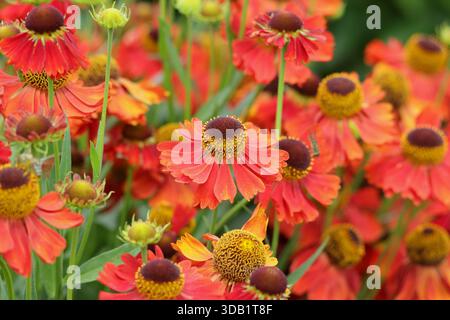 Helenium 'Moerheim Beauty', Nieselkraut, Staude mit orange Bronze, Gänseblümchen wie Blumen im Sommer und Herbst. Nahaufnahme des Hochformathintergrunds Stockfoto