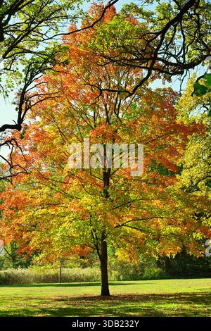 Genf, Illinois, USA. Ein Baum zeigt seine Herbstfarben, während er unter einer Gruppe von Bäumen in einem Park in einem westlichen Vorort von Chicago auffällt. Stockfoto