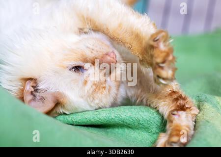 Schlafende Ingwerkatze auf grüner Decke, gewellte Pfote in Gesichtsnähe, weiche Creme und orangefarbenes Fell mit sichtbarem Whisker Stockfoto
