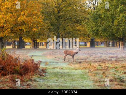 Rothirsch im Morgennebel während der Brunstsaison im Bushy Park, London, England Stockfoto