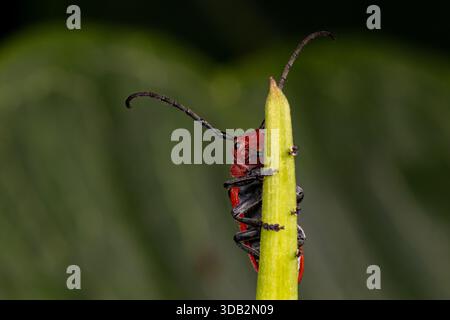 Nahaufnahme des Roten Milchweed-Bohrkäfers, der auf einer Milchweed-Wildblumenpflanze klettert. Insekten- und Tierschutz, Lebensraumschutz und Hinterhofschollen Stockfoto