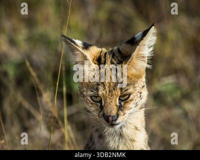 Wir folgten „diskret“ einer Serval Wildkatze im weit offenen afrikanischen Gras. Nahaufnahme seines Kopfes. Stockfoto