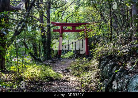 Ein rotes Torii-Tor steht allein im dichten Wald am Kumano Kodo in der Nähe von Shingū, Präfektur Wakayama, Japan, der Weg führt darüber hinaus durch die Bäume. Stockfoto