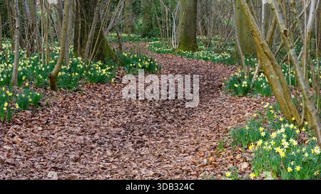 Wilde Narzissen - Narcissus Pseudonarcissus in Betty Dawes Holz, Newent, Gloucestershire Stockfoto