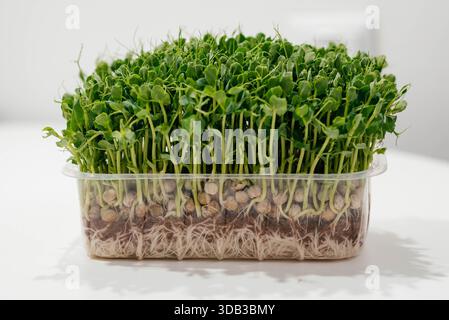 Frisches Erbsenmikrogrün in einem Kunststoffbehälter. Zucht gesundes Grün zu Hause. Saftige Erbsen-Mikrogrün-Nahaufnahme. Stockfoto