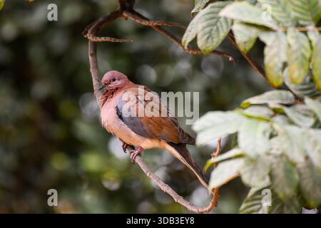 Lachende Taube (Spilopelia senegalensis) auf geschwungenem Gartenzweig neben Guave-Blättern, Kairo, Ägypten Stockfoto