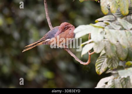 Lachende Taube (Spilopelia senegalensis), die auf einem Gartenbauzweig sitzt, Kairo, Ägypten Stockfoto
