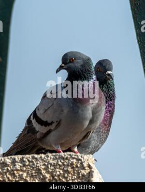 Zwei Steintauben (Columba Livia), die auf dem Gebäudevorsprung thront, Kairo, Ägypten Stockfoto