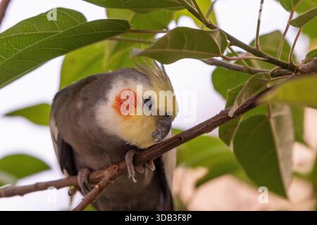Kakatiel (Nymphicus hollandicus) auf einem Zweig zwischen grünen Blättern Stockfoto