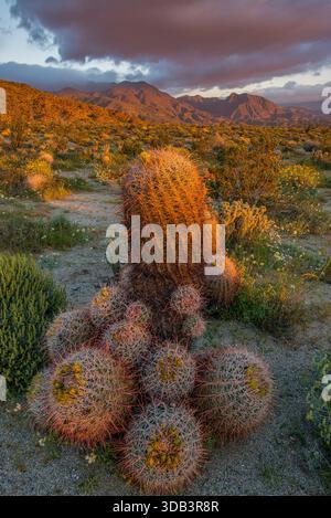 Sunrise, Barrel Cactus, Anza-Borrego Desert State Park, Kalifornien Stockfoto