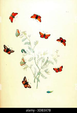 SEATTLE - 13. OKT 2024 - Vintage-Illustration mit verschiedenen bunten Schmetterlingen und Raupen auf einer zarten blühenden Pflanze, Capturin Stockfoto