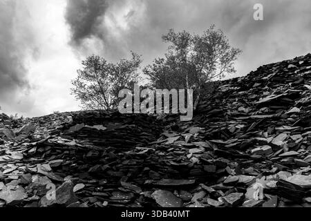 Birkenbäume wachsen durch Schieferruben an einem steilen Steinbruchhang im stillgelegten viktorianischen Schieferbruch Glyn Rhonwy in Schwarz-weiß Stockfoto