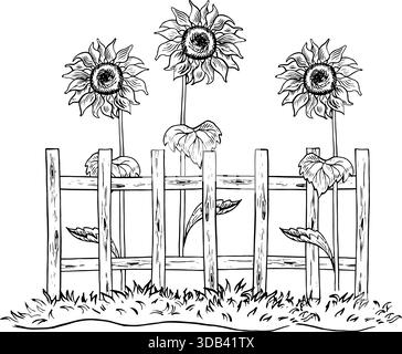 Sonnenblumen wachsen in der Nähe eines Holzzauns. Handgezeichnete Schwarzweiß-Vektorgrafiken. Für Designlösungen, Postkarten, Etiketten und Verpackungen. Für Stock Vektor
