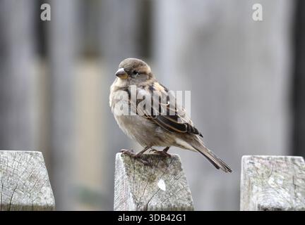 Haussperling auf einem alten, verwitterten Holzzaun Stockfoto