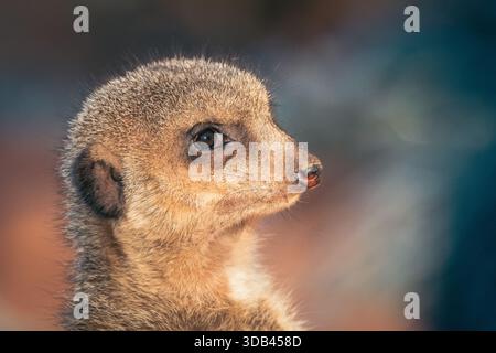 Ein Nahporträt eines Erdmännchens (Suricata suricatta) in seinem natürlichen Lebensraum. Das Foto hebt die Gesichtszüge des Tieres, die Fellstruktur und hervor Stockfoto