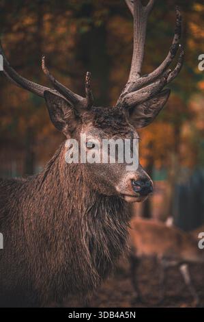 Ein prächtiger Rotwild mit großen Geweihen in einem herbstlichen Wald, Zeulenroda, Thüringen, Deutschland Stockfoto