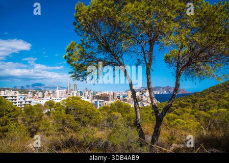 Benidorm, Blick vom Wanderweg Sendero de la Costa, auf die größte und höchste Wolkenkratzer-Kulisse Europas, Costa Blanca, Provinz Alicante, S Stockfoto