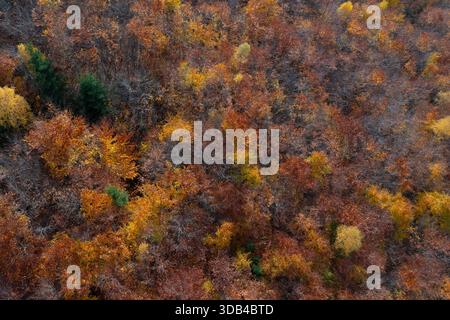 Herbstlich verfärbte Laubbäume aus der Luft, Sachsen-Anhalt, Deutschland Stockfoto