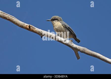 Pygmy Nuthatch, Poudre Canyon Road, Colorado, USA, April 2025 Stockfoto