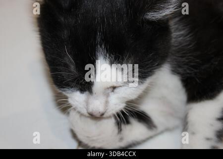 Eine schwarz-weiße Katze sitzt leise, während sie ihre Pfoten in einem gemütlichen Innenraum leckt. Das Sonnenlicht scheint sanft und sorgt für eine warme Atmosphäre am Nachmittag Stockfoto