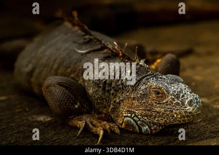 Nahaufnahme eines grünen Leguans, der sich bei natürlichem Sonnenlicht auf einer felsigen Oberfläche sonnt und seine strukturierte Haut und leuchtenden Farben zeigt. Stockfoto