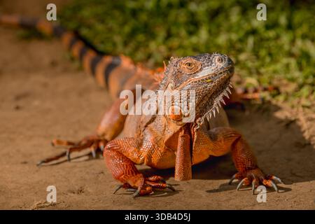 Roter Leguan, Sonnenbaden auf Holz, roter Leguan Nahaufnahme. Stockfoto