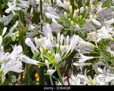 Ein Blick auf weiße Agapanthus-Blüten, ausgestellt in einer örtlichen Gärtnerei. Stockfoto
