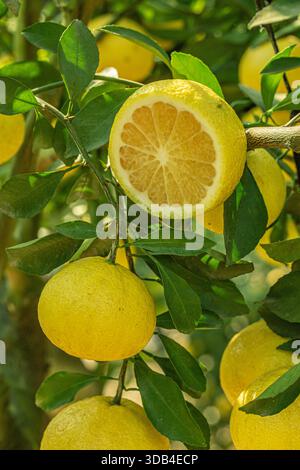 Eine Nahaufnahme frischer Grapefruit am Baumzweig Stockfoto
